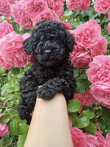 Мальтипу Maltipoo (1 фото из 5)