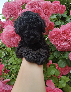 Мальтипу Maltipoo (2 фото из 5)