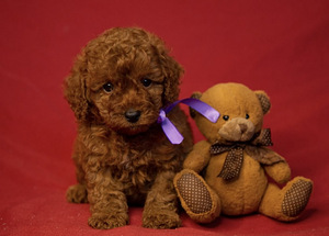 Maltipoo Maltipuu (2 foto / 8)