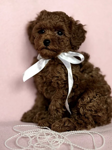 Maltipoo Мальтипу (1 фото из 5)