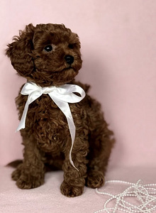 Maltipoo Мальтипу (3 фото из 5)