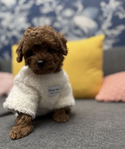 Maltipoo Maltipu