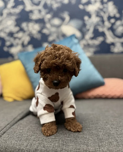 Maltipoo Maltipu (1 foto / 8)