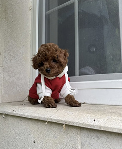 Maltipoo Maltipu (8 foto / 8)