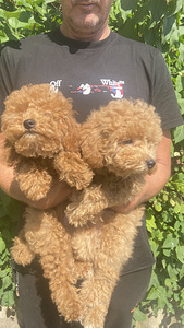 Maltipoo toy poodle (2 foto / 4)
