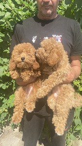Maltipoo toy poodle (3 foto / 4)