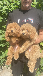 Maltipoo toy poodle (4 foto / 4)