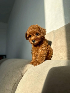 Toy poodel (1 foto / 10)