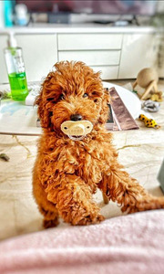 Toy poodel (5 foto / 8)