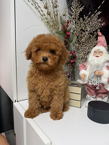 Toy poodel (8 foto / 10)
