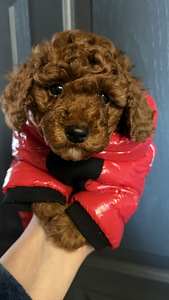 Toy poodel (1 foto / 5)