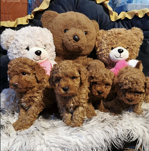 Toy poodel (6 foto / 10)