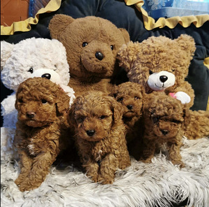Toy poodel (7 foto / 10)