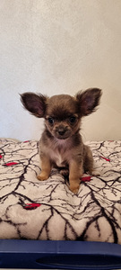 Müüa Chihuahua kutsikad (3 foto / 8)