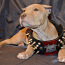 ‼ ️American Pit Bull Terrier Kennel‼ (foto #5)