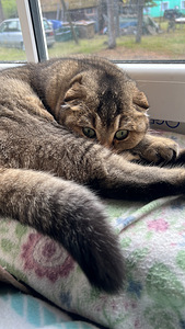 Scottish fold otsib peigmeest (1 foto / 1)