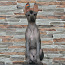 Kutsikad Mehhiko karvutu koera standard (foto #3)