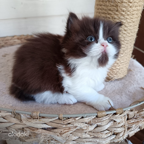 Brittiläinen poika sukla bicolor (2 sivusta 5)