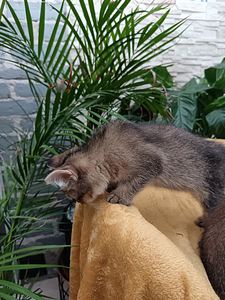 Ihana tyttö kissanpentu (5 valokuva sivusta 8)