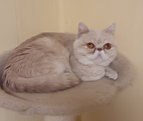 Aikuinen naaras kissa 5v