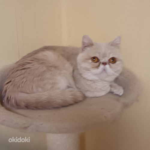 Aikuinen naaras kissa 5v