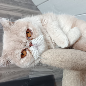 Aikuinen naaras kissa 5v (3 valokuva sivusta 5)