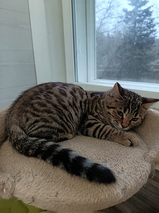 Sekarotuiset uros pennut (1 valokuva sivusta 9)