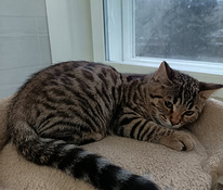 Sekarotuiset uros pennut