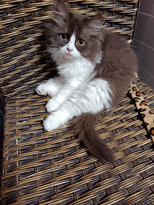 Brittiläinen poika (1 valokuva sivusta 5)