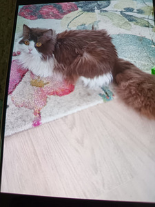 Brittiläinen poika (4 valokuva sivusta 5)