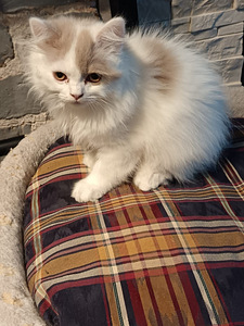 Brittiläinen poika (5 valokuva sivusta 5)