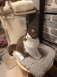 Brittiläinen uros kissanpentu (4 valokuva sivusta 6)