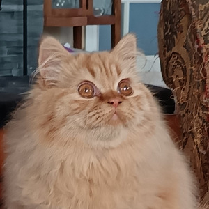 Brittiläinen uros (4 valokuva sivusta 5)