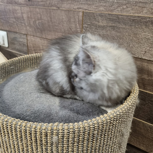 Luovutusikäinen Brittiläinen tyttö (3 valokuva sivusta 5)