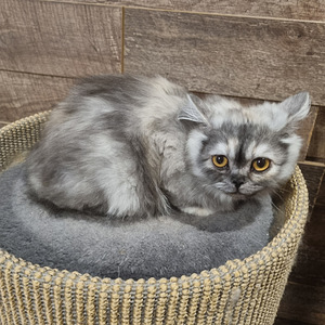 Luovutusikäinen Brittiläinen tyttö (5 valokuva sivusta 5)