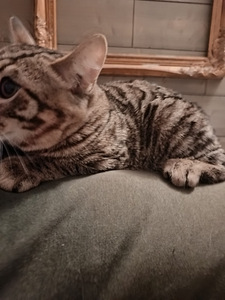 Urokset (4 valokuva sivusta 4)