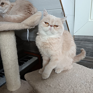 Eksotik kissa (4 valokuva sivusta 4)