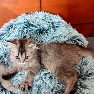 Ihana pieni tyttö kissanpentu (2 valokuva sivusta 4)