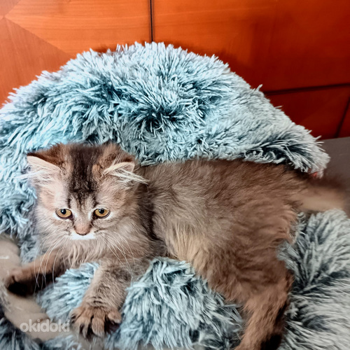 Ihana pieni tyttö kissanpentu