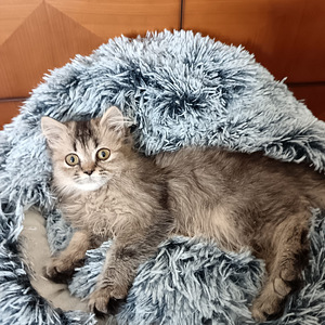 Ihana pieni tyttö kissanpentu (3 valokuva sivusta 4)