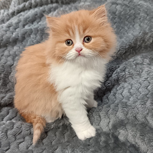 Tyttö ja poika brittiläiset (5 valokuva sivusta 10)