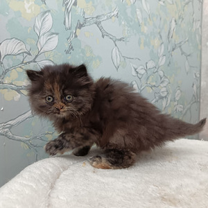 Tyttö ja poika brittiläiset (10 valokuva sivusta 10)