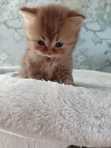 Brittiläiset pennut (6 valokuva sivusta 7)