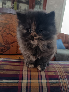 Brittiläinen kilpikonna värinen tyttö kissanpentu (5 valokuva sivusta 8)