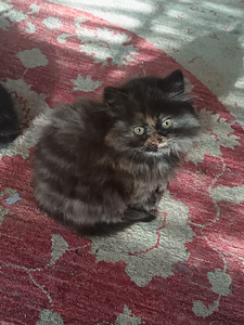 Brittiläinen kilpikonna värinen tyttö kissanpentu (8 valokuva sivusta 8)