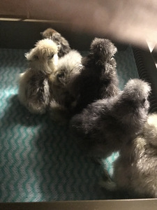 Цыплята ШЕЛКОВЫЕ silkie (1 фото из 2)