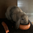 Декоративный вислоухий баран крольчиха (фото #1)