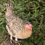 Kana haudemuna (foto #4)