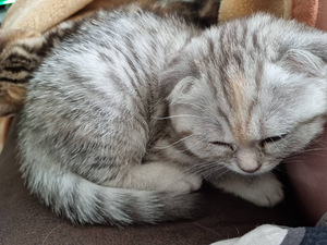 Котенок скоттиш фолд, девочка (1 фото из 2)