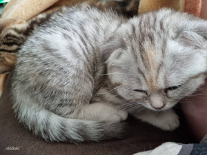 Scottish fold kassipoeg (2 foto / 3)